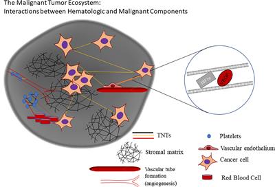 A Ticket to Ride: The Implications of Direct Intercellular Communication via Tunneling Nanotubes in Peritoneal and Other Invasive Malignancies